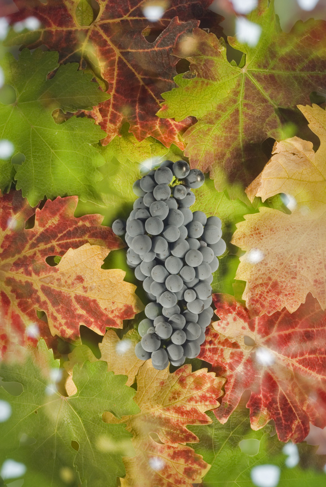 On Ripening: perfectly ripe Cabernet Sauvignon grapes in the Cain vineyard. Photo by Charles O'Rear.
