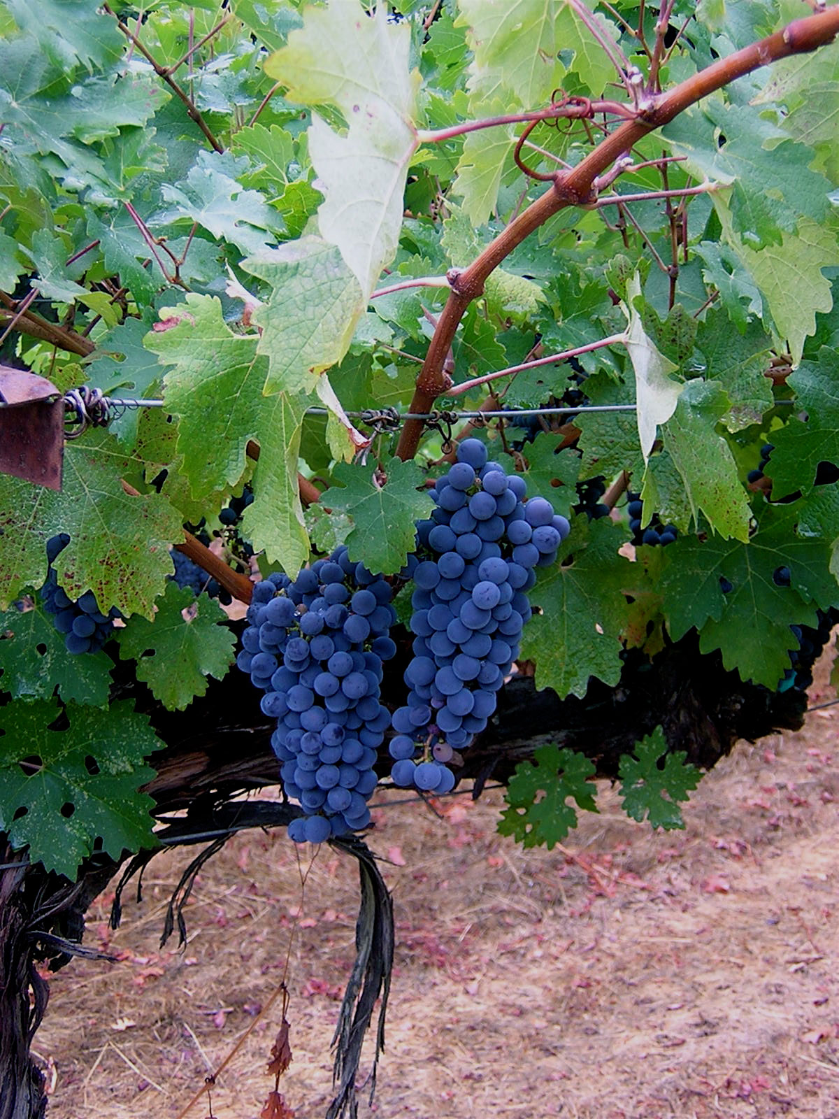 Cabernet Sauvignon ripening in the Cain Vineyard. This beautiful picture was taken by our friend, Toni Conrad, in September 2007.