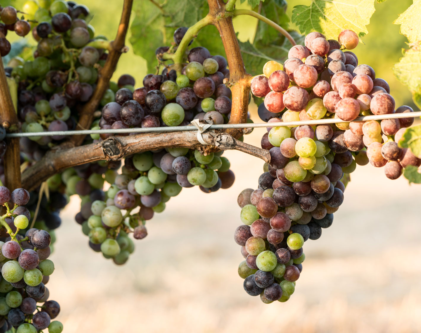 Veraison in the Cain Vineyard, photo by Mitch Rice