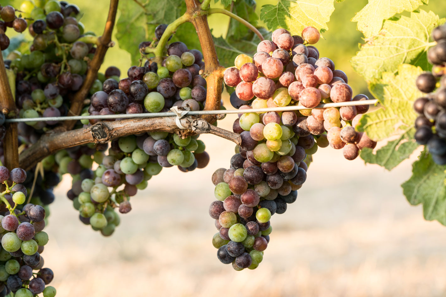 Veraison in the Cain Vineyard, photo by Mitch Rice