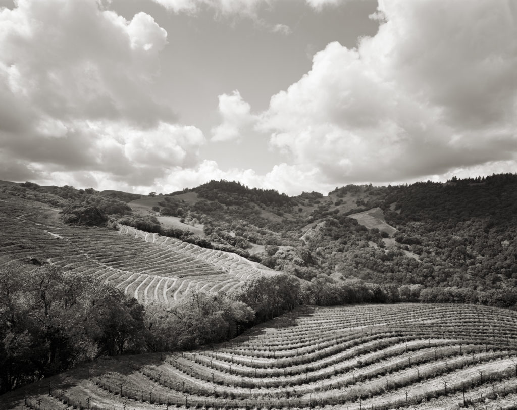 The Cain Vineyard is cradled in a bowl, all to itself, on the crest of the Mayacamas Range at the southern limit of the Spring Mountain District. La Piedra, the dramatic focal point of the vineyard, is composed of greywacke, a type of sandstone, which underlies much of the vineyard and gives birth to its distinctive clay-shale soils.