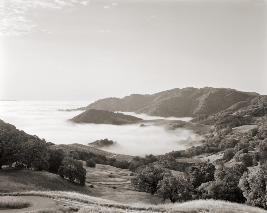 Summer: Fog fills the Napa Valley, and warms in the morning sun, rising into the Cain Vineyard.