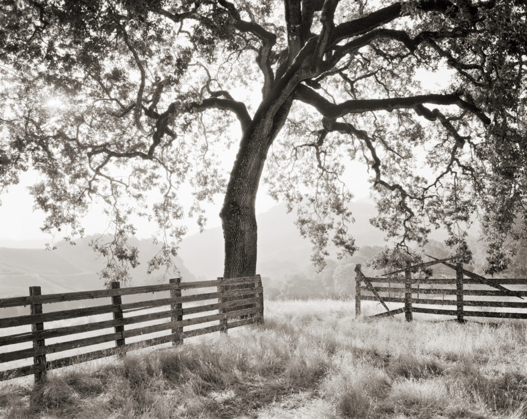 A welcoming oak shades the corral and offers views into the heart of the Cain Vineyard.