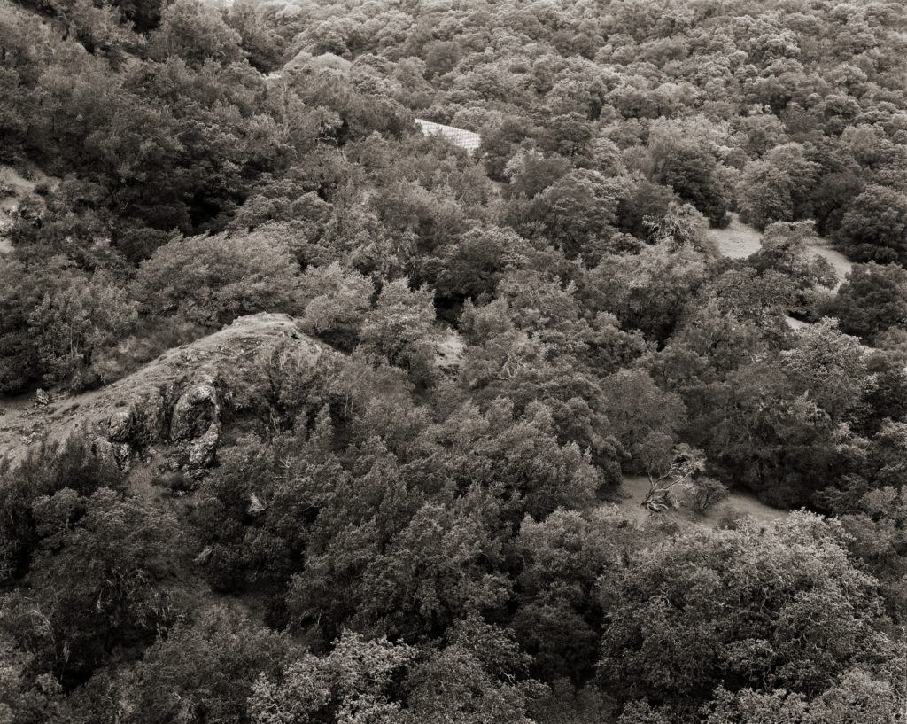 A glimpse of the earliest ripening Merlot, St. Helena Block, peeks through the forest. Vines cover just one-fifth of the ranch; much has been left in its natural state.