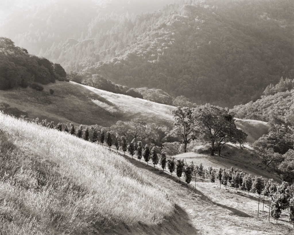 Lakeside, Block X, southfacing, one of the warmest, most protected parts of the Cain Vineyard, perfect for Petit Verdot.