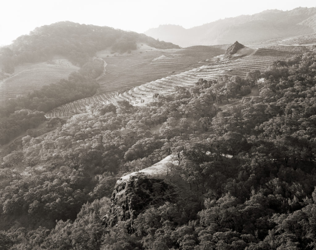 The north-facing slope below La Piedra yields the defining Cabernet Sauvignon which forms the core of the Cain Five.