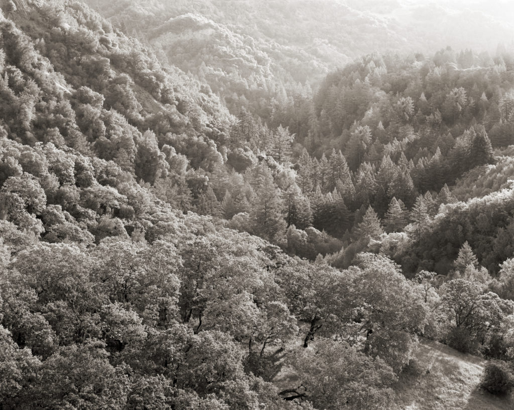 A grove of redwoods nestles in the canyon below the Cain Vineyard, just beyond the edge of the property.