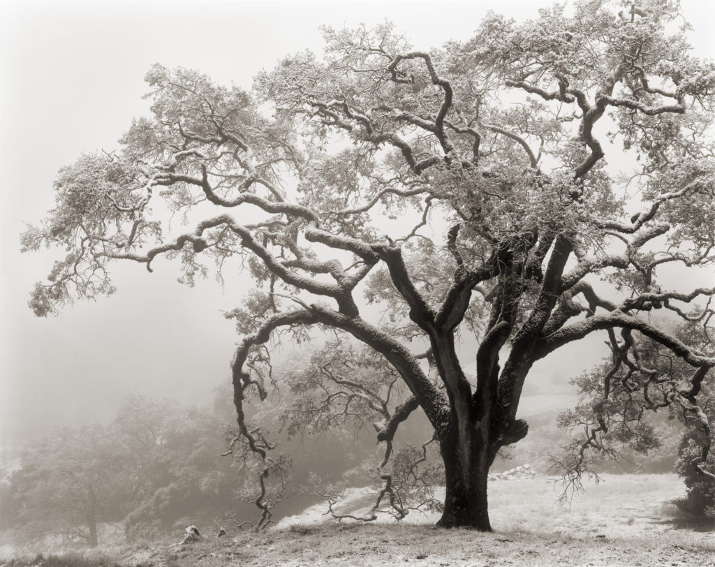 Winter: In many years, a light dusting of snow will visit this oak growing at 1900 feet.