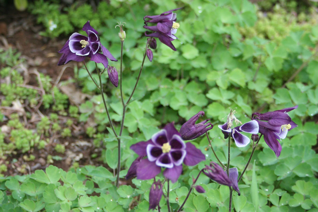 Columbines at the Cain Vineyard