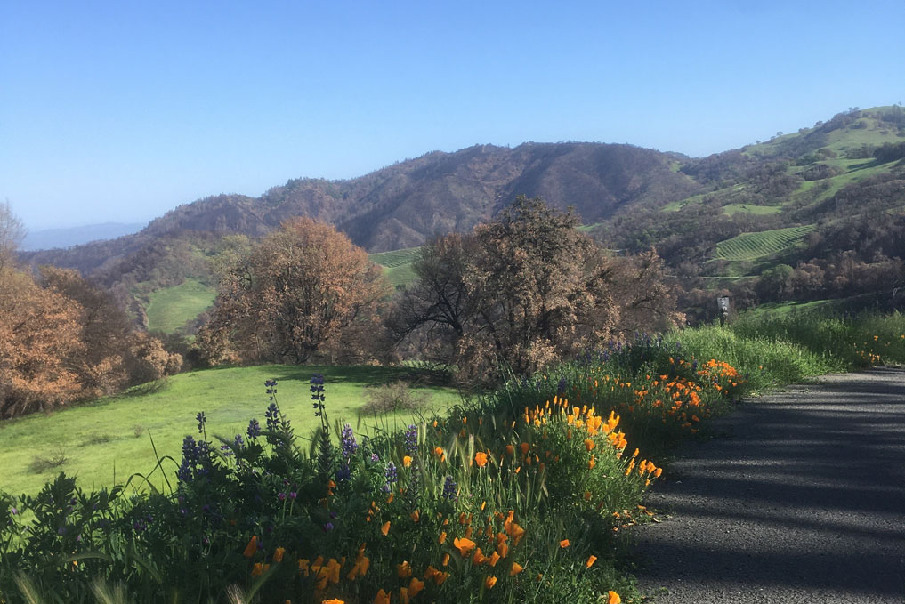 Poppies bloom on the road to the Cain Vineyard