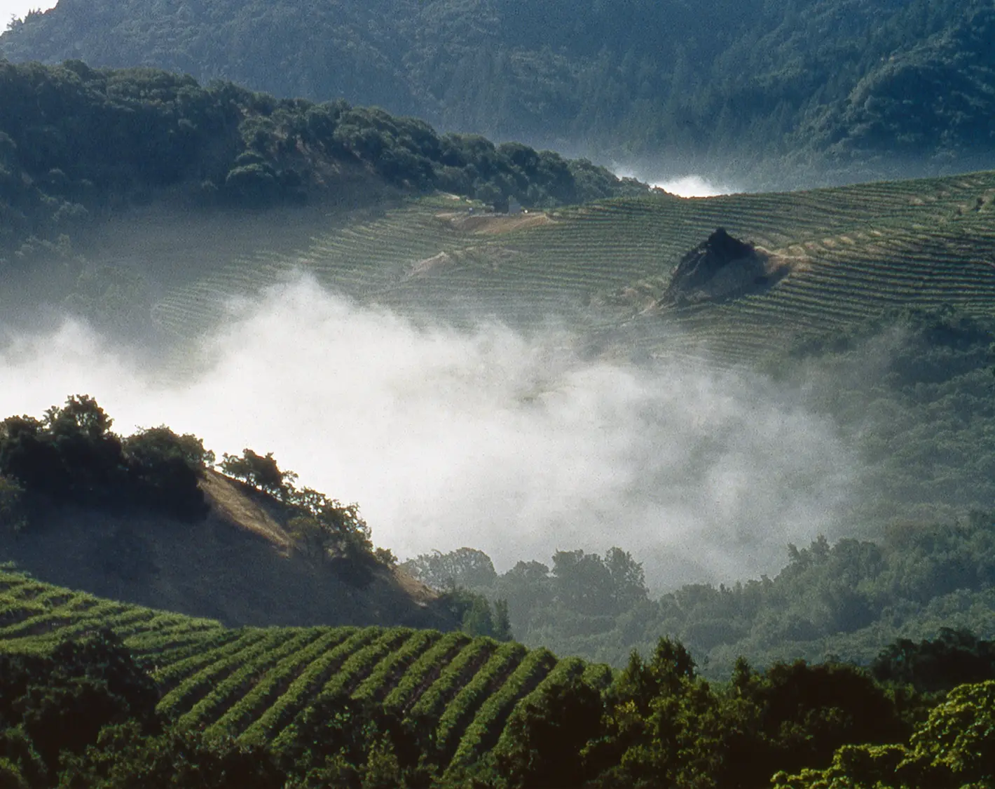 The Cain Vineyard at the crest of Spring Mountain, photograph by Faith Echtermeyer