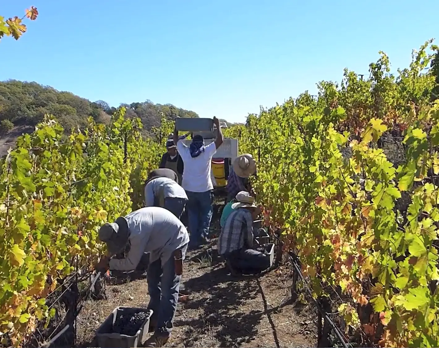 Cain Video: Harvest 2014 in the Vineyard