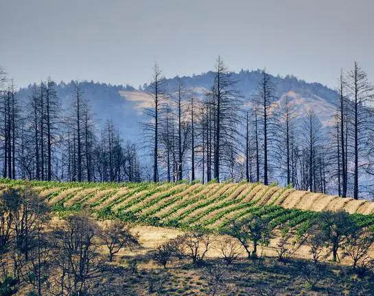 The Cain Vineyard after the 2020 Glass Fire