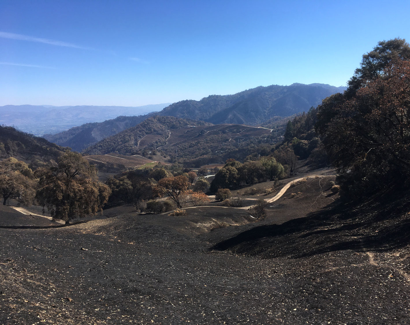 The Cain Vineyard, with La Piedra in the distance, after the 2020 Glass Fire