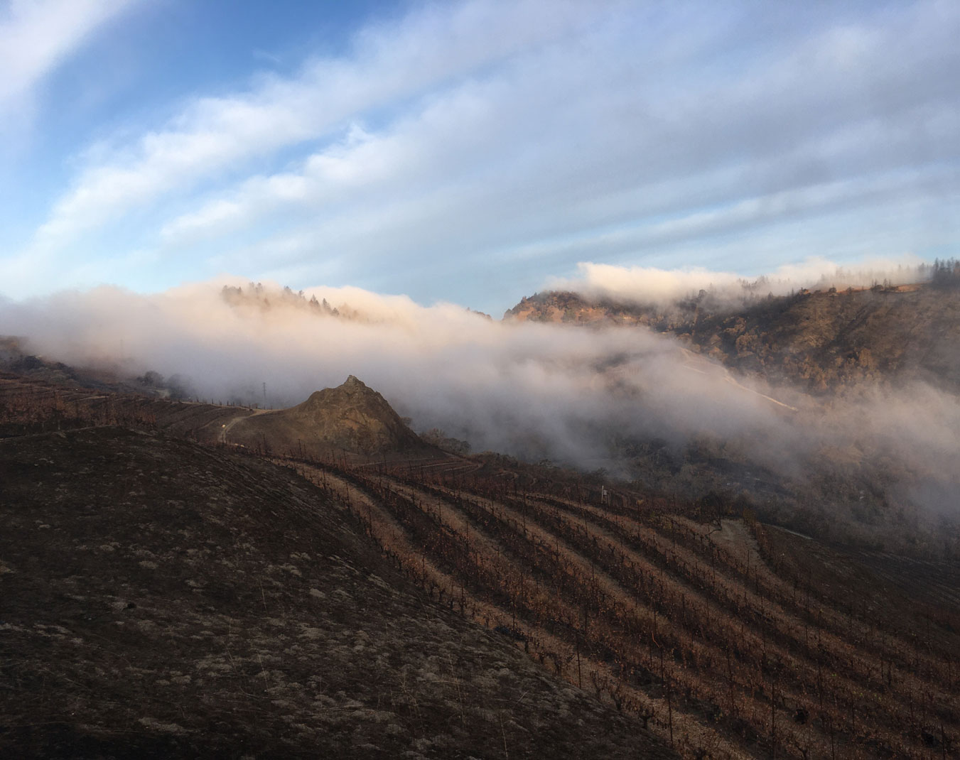 La Piedra and Scorched Vines in the Cain Vineyard after the 2020 Fire