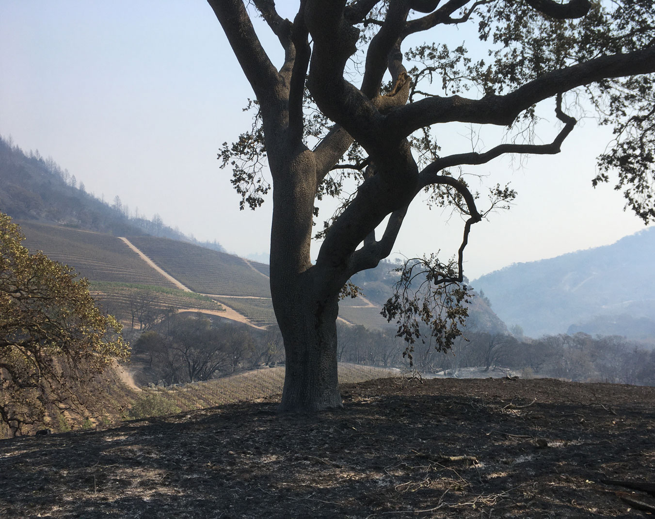 Oak Tree in Cain Vineyard after the 2020 Fire