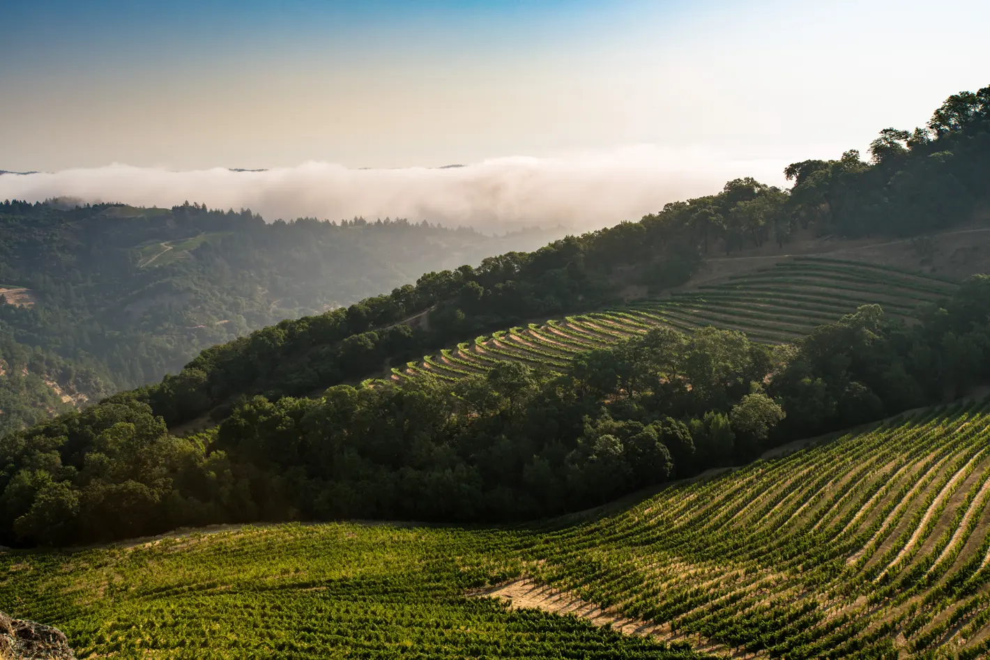 The Cain Vineyard, August 2017, photograph by Mitch Rice