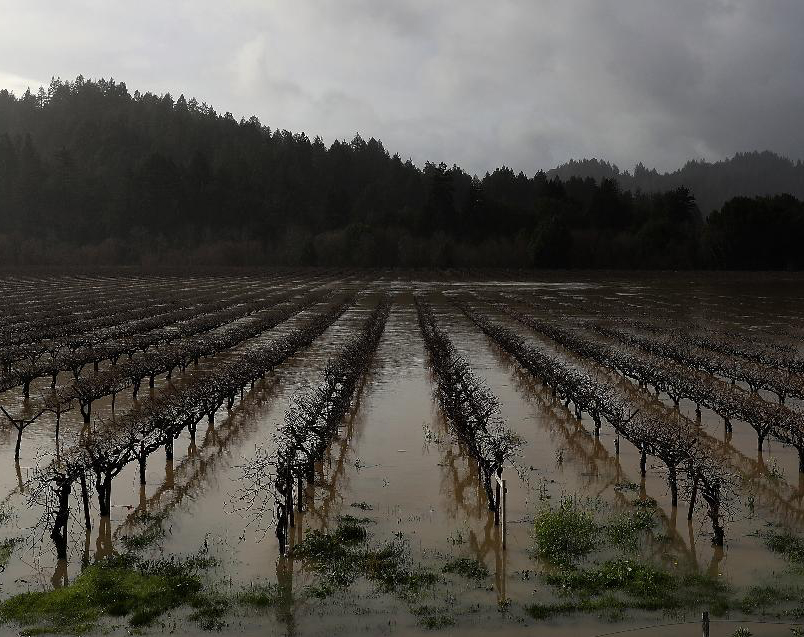 Vineyards in drought-stricken California, like this one in Guerneville in the Russian River Valley, could actually benefit from record rains this winter (Credit: Justin Sullivan/Getty Images)