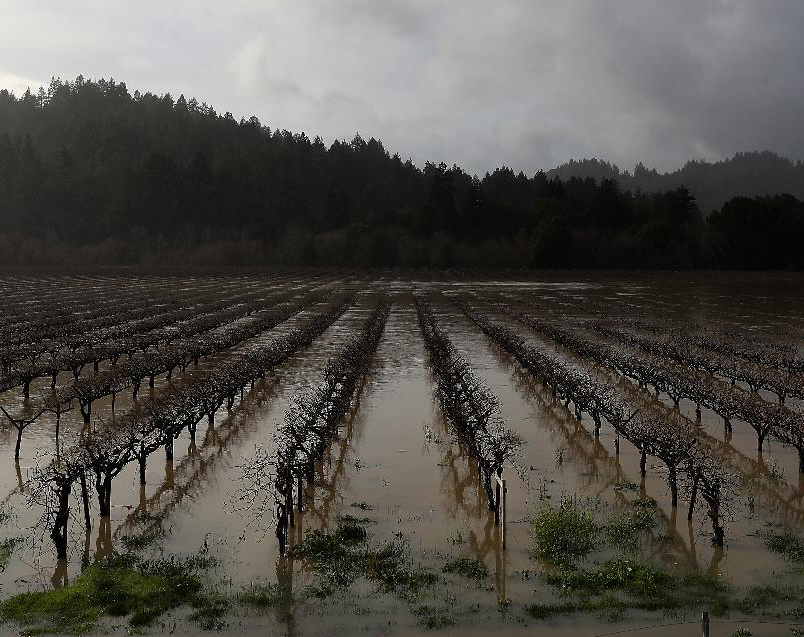 Vineyards in drought-stricken California, like this one in Guerneville in the Russian River Valley, could actually benefit from record rains this winter (Credit: Justin Sullivan/Getty Images)