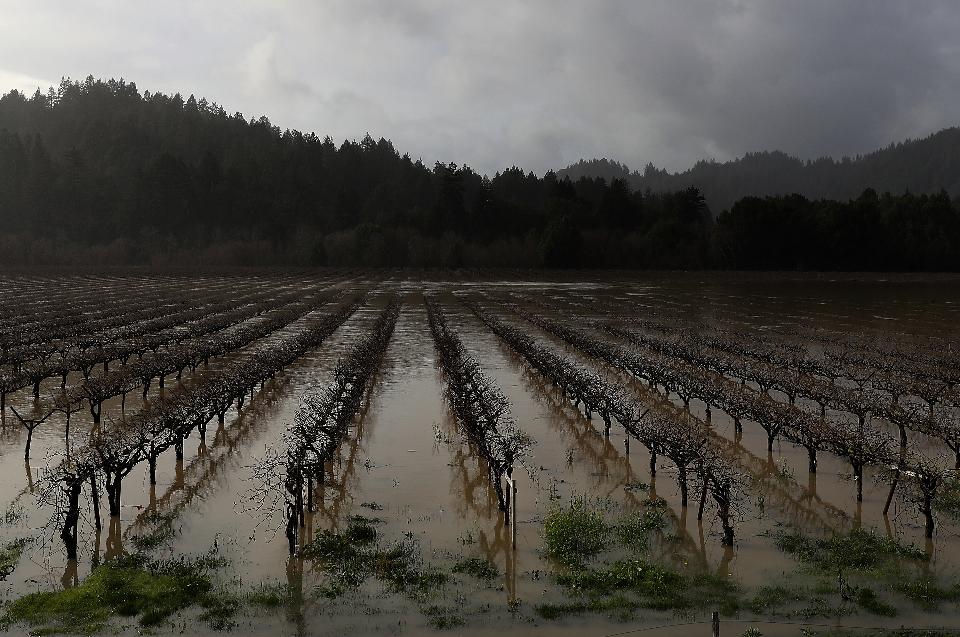 Vineyards in drought-stricken California, like this one in Guerneville in the Russian River Valley, could actually benefit from record rains this winter (Credit: Justin Sullivan/Getty Images)