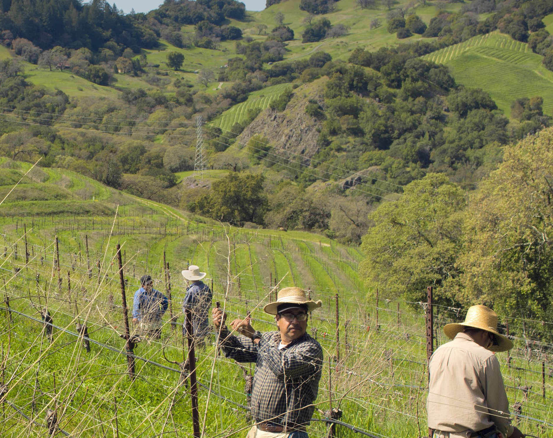 The Cain Vineyard: spring of 2011. Photo: Janis Miglavs
