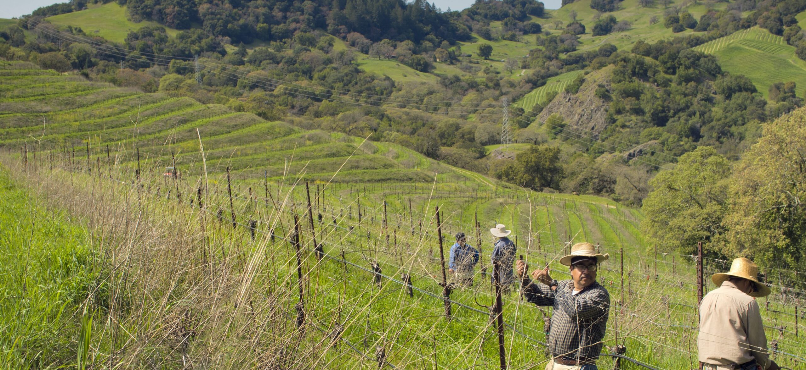 The Cain Vineyard: spring of 2011. Photo: Janis Miglavs