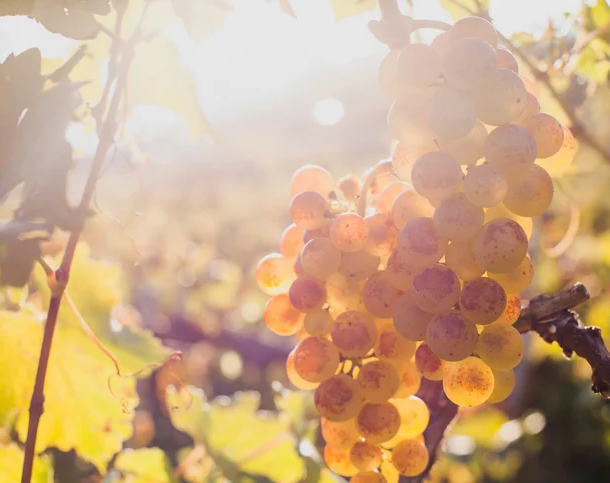 Grapes in the sun. Photography by iStock / Getty Images Plus
