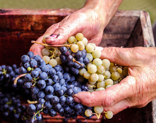 "You Might Be Surprised to Learn Who's Making Your Wine," VinePair