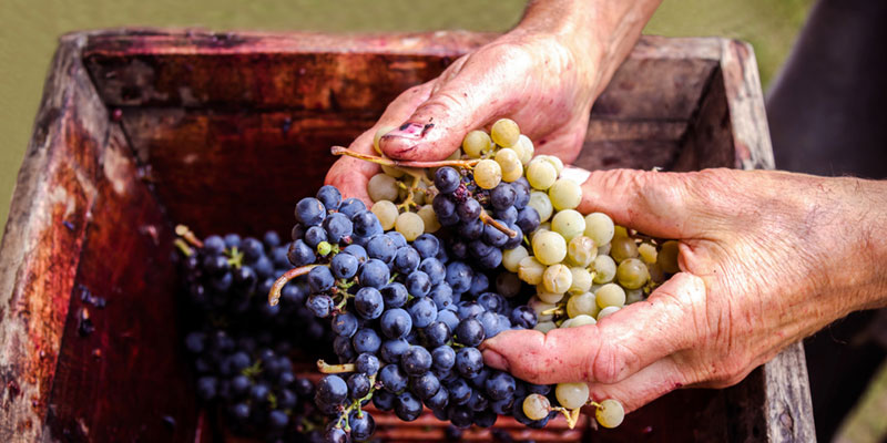 "You Might Be Surprised to Learn Who's Making Your Wine," VinePair