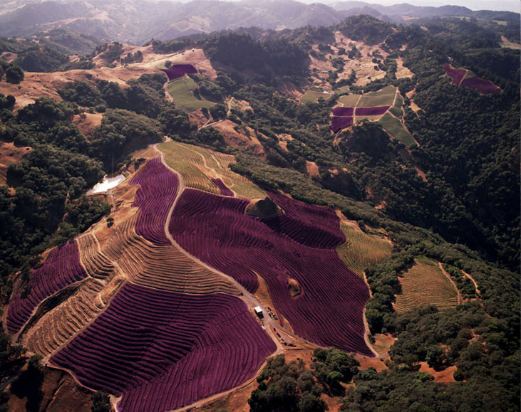 Location of plantings of Cabernet Sauvignon in the Cain Vineyard, 2014