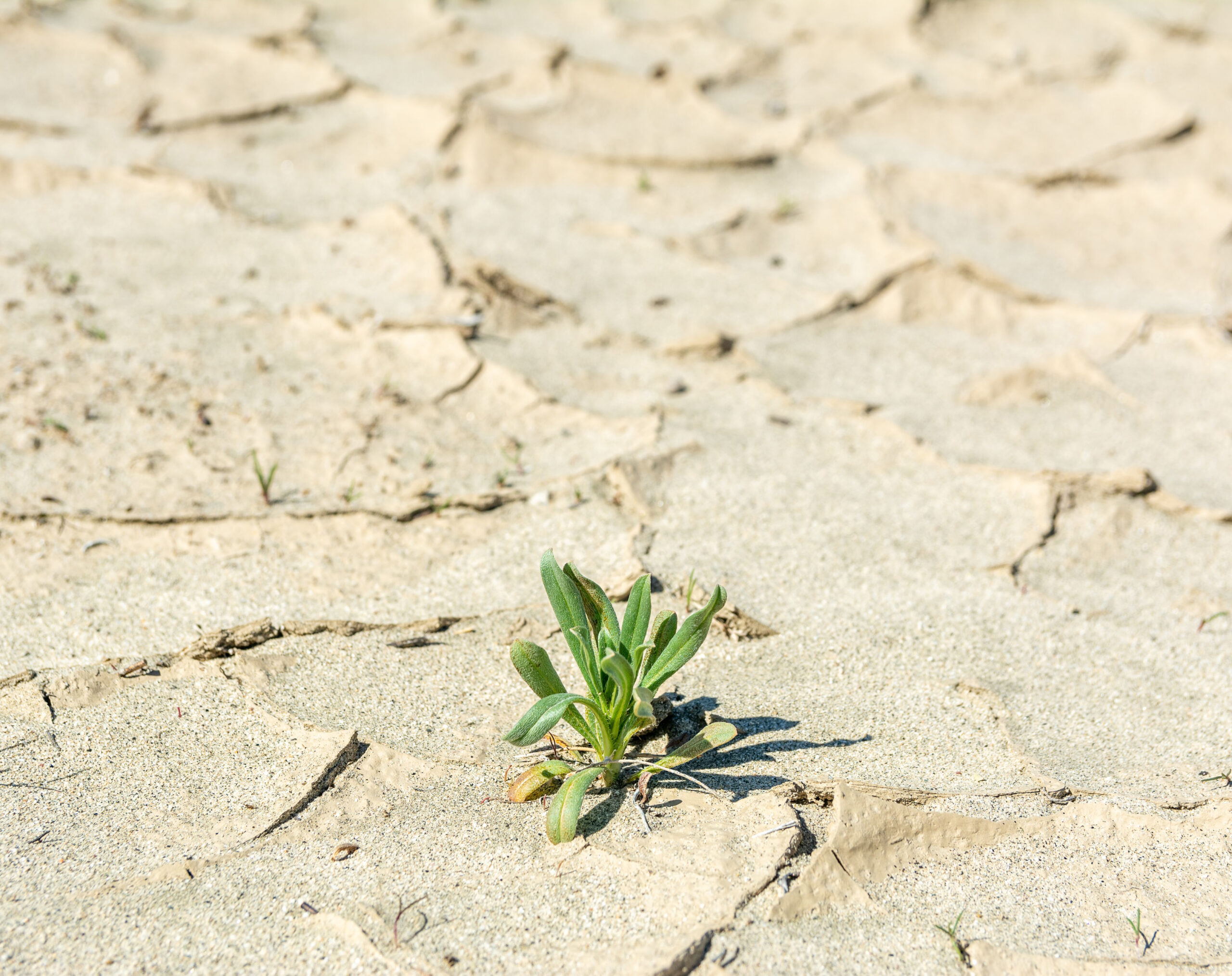 California drought conditions