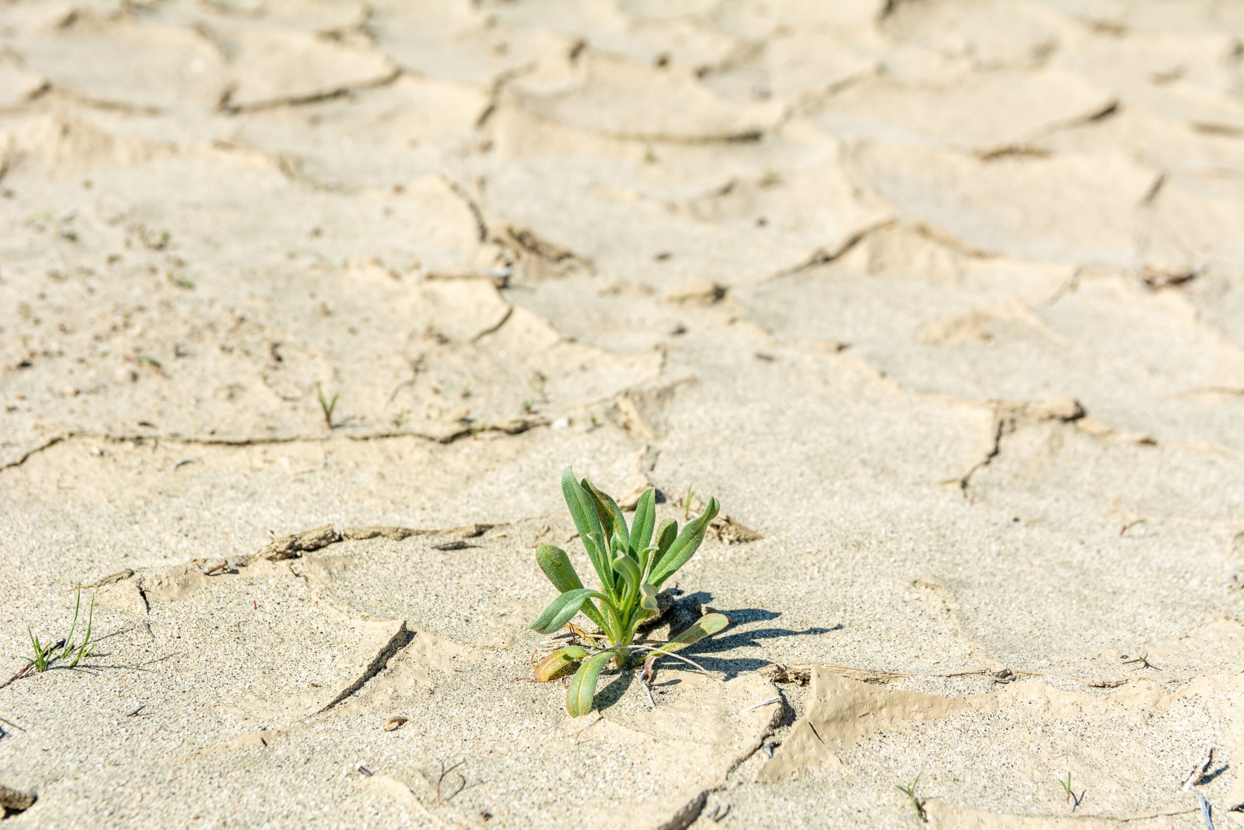 California drought conditions