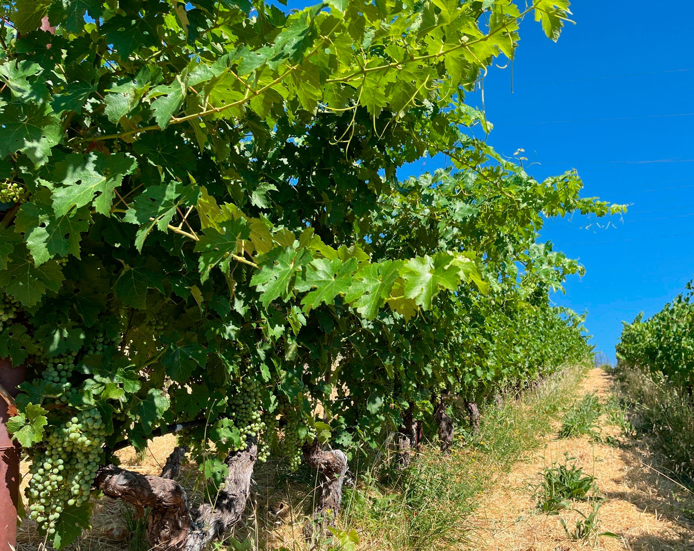 Cabernet Franc in the Cain Vineyard, now over 30 years old