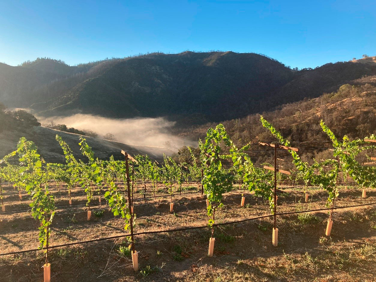 The Cain Vineyard, 2022