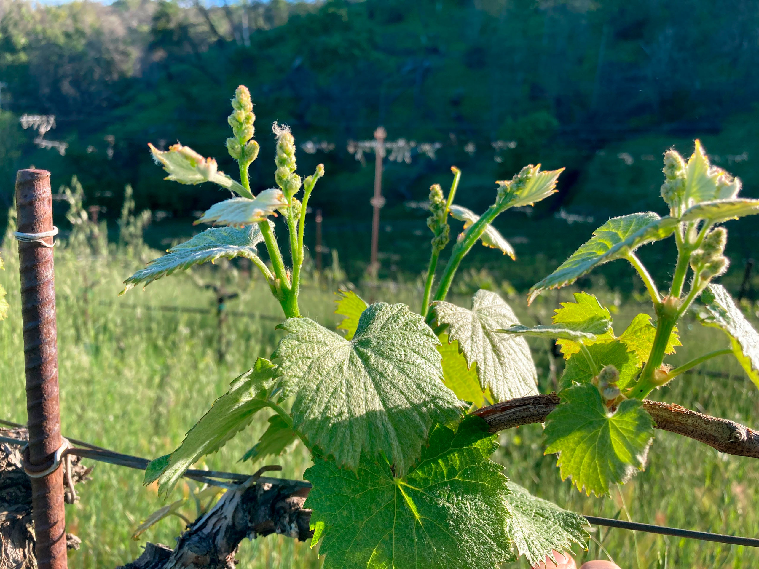 Budbreak in the Cain Vineyard, Spring 2023