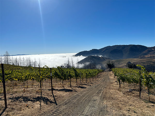 Cain above the morning fog
