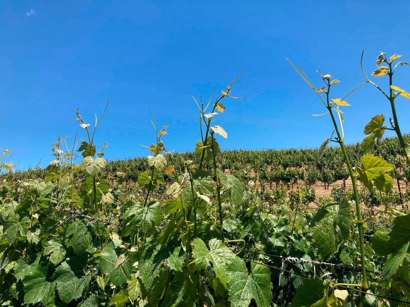 Growing grape tendrils in the Cain Vineyard against the summer sky