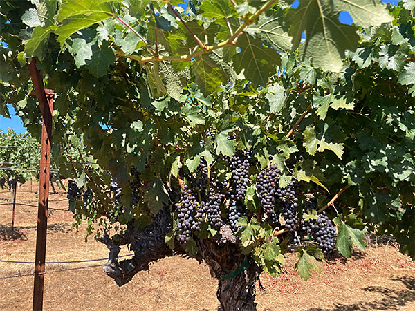 Cain Vineyard: Survivor
