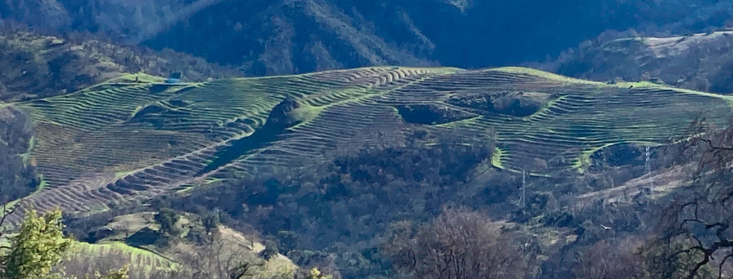 After the first winter rains, green returns to the Cain Vineyard. December 22, 2023
