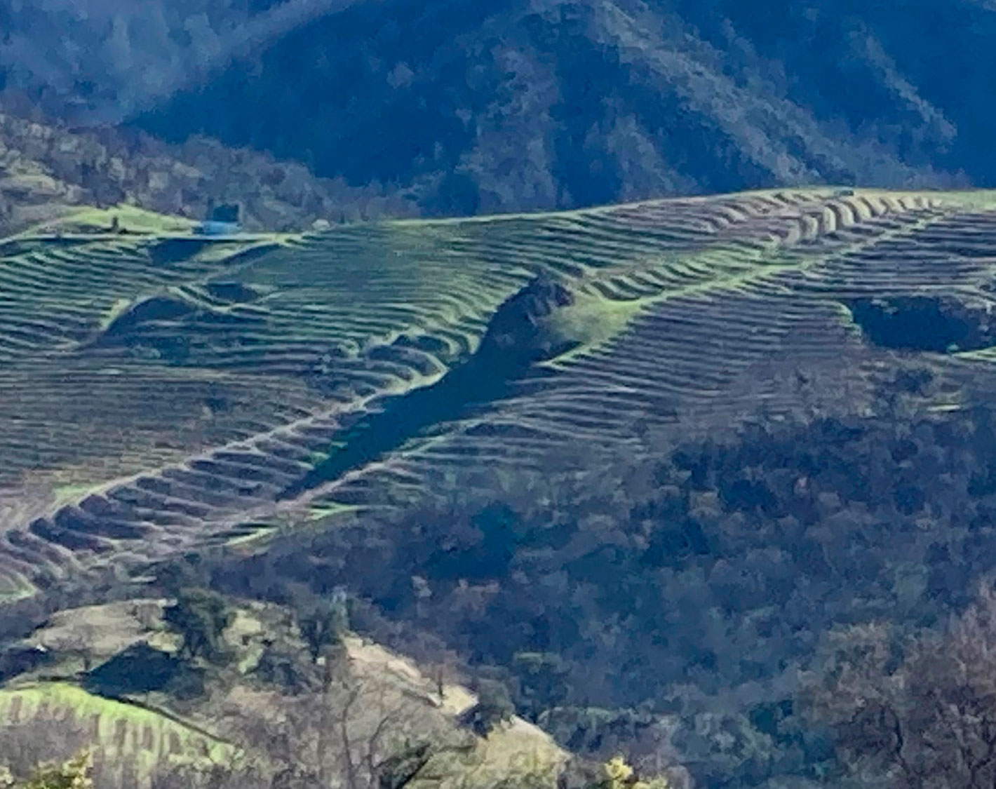 After the first winter rains, green returns to the Cain Vineyard. December 22, 2023