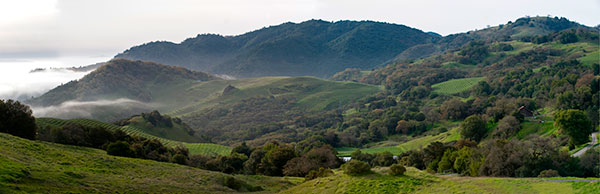 The Cain Vineyard, floating above the clouds. Photo by Janis Miglavs