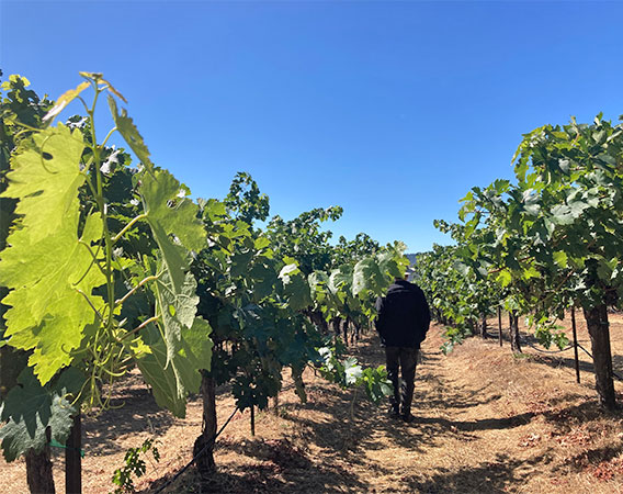 Chris Howell of Cain Vineyard walking a row