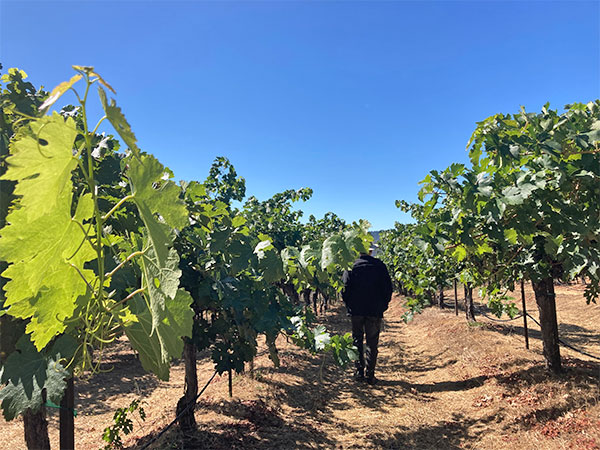 Chris Howell of Cain Vineyard walking a row