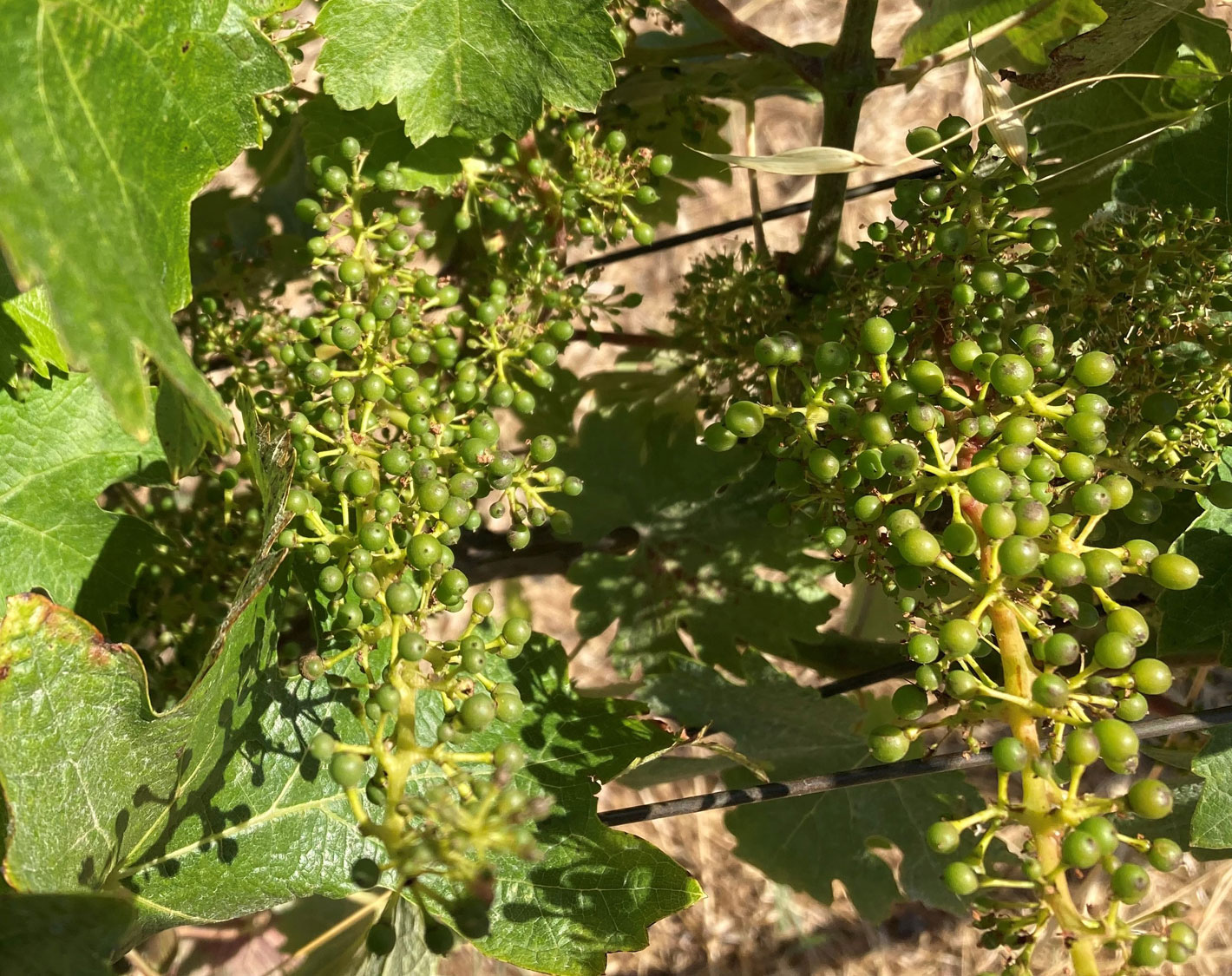 Baby grapes in the Cain Vineyard