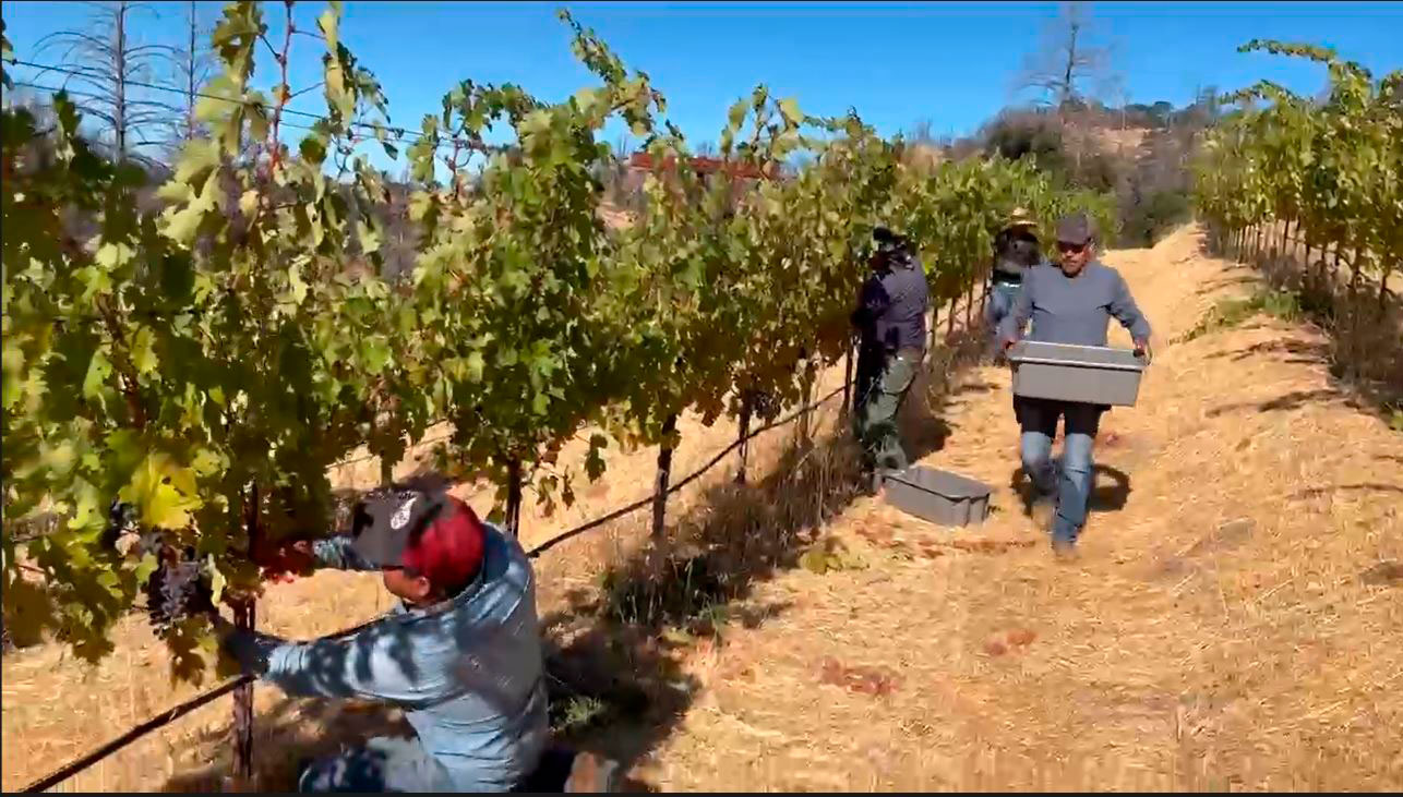 José Torres carrying grapes, his 31st harvest in the Cain Vineyard
