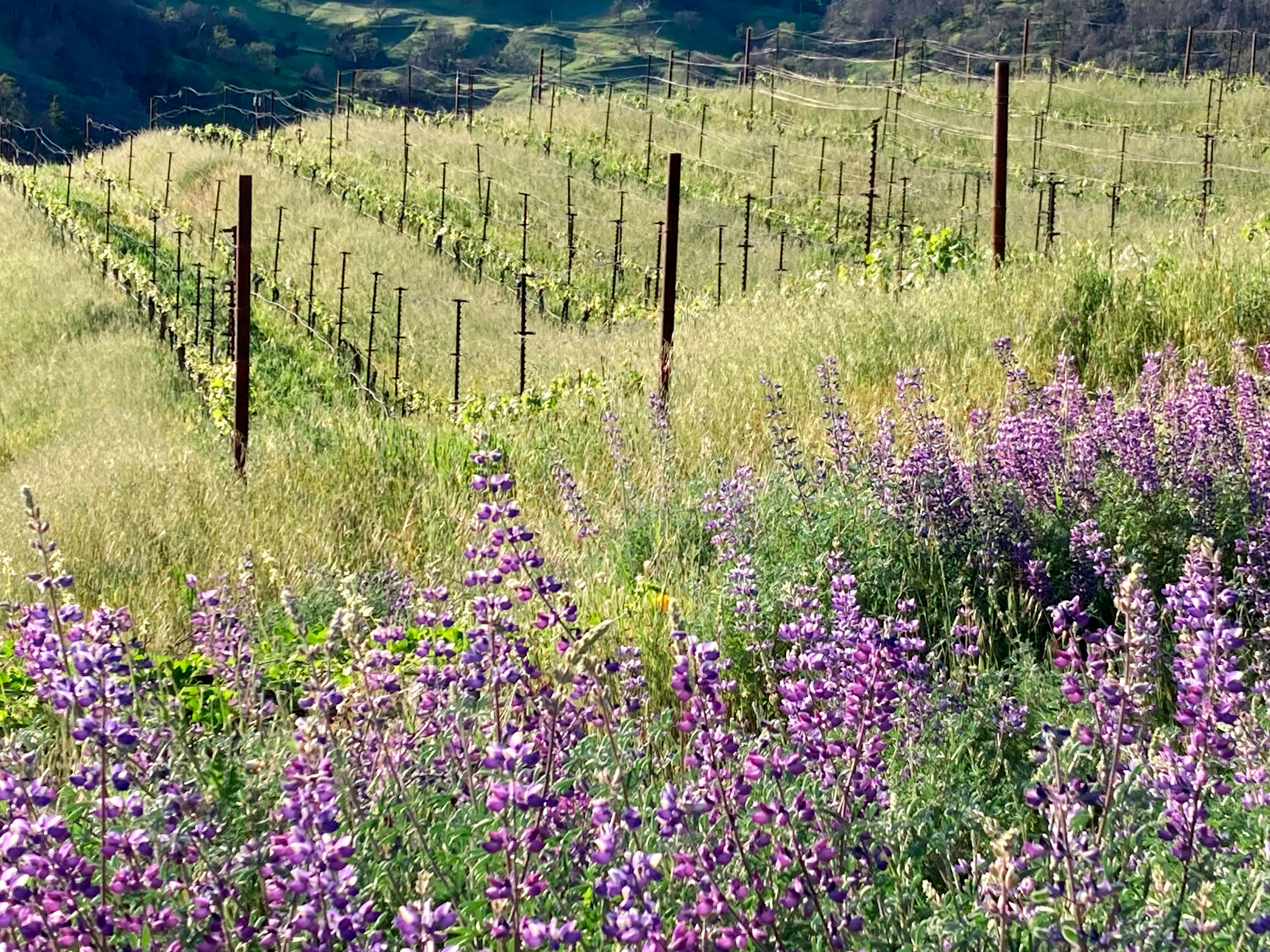 Lupines in the Cain Vineyard, Spring 2023