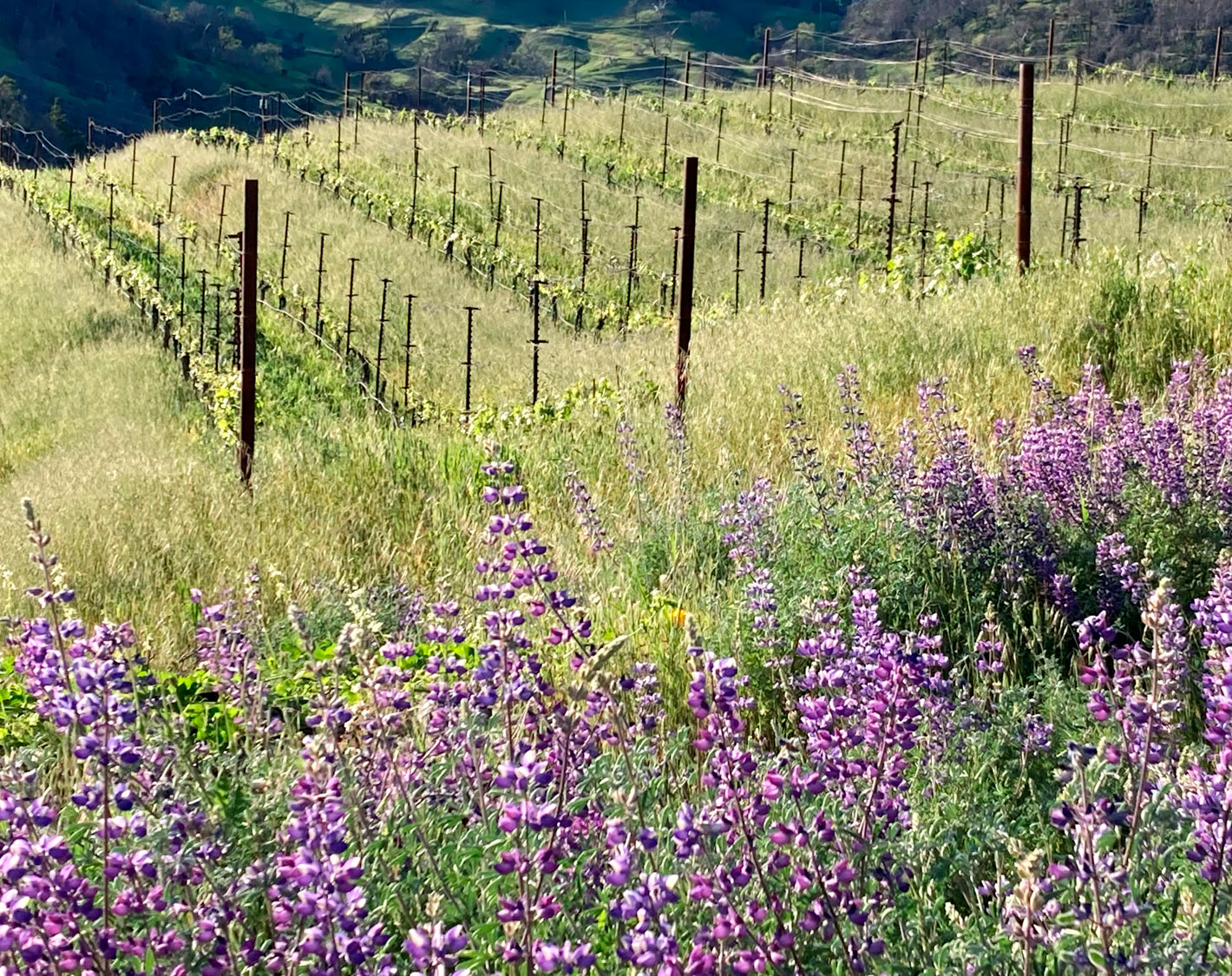 Lupines in the Cain Vineyard, Spring 2023